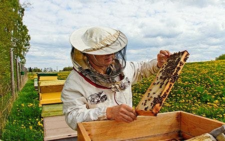 veterinary-bees-honey-apiary-beekeeper-shutterstock_110795051_450-1.jpg