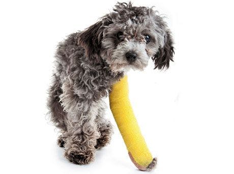 veterinary-dog-cast-123467428_460.jpg