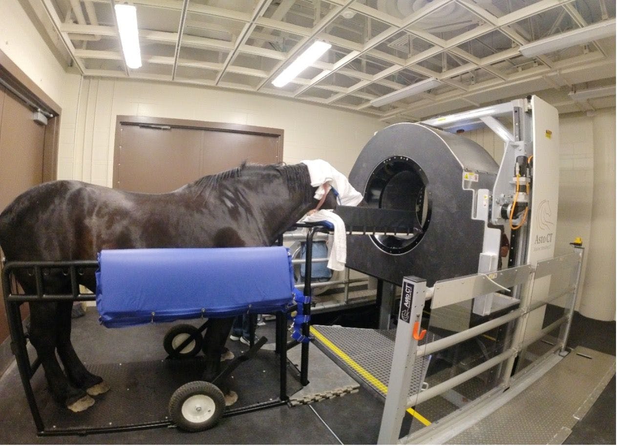 The Percheron draft mare receiving a head scan.