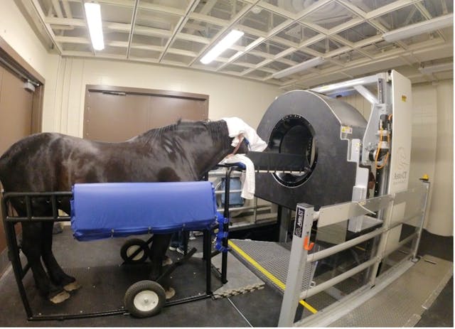 New equine standing CT scanner installed at MU Veterinary Health Center