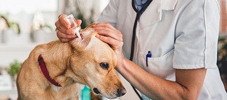 veterinary-shutterstock-Young-female-veterinarian-cleaning-dog-ears-at-the-clinic-670571080-body.jpg