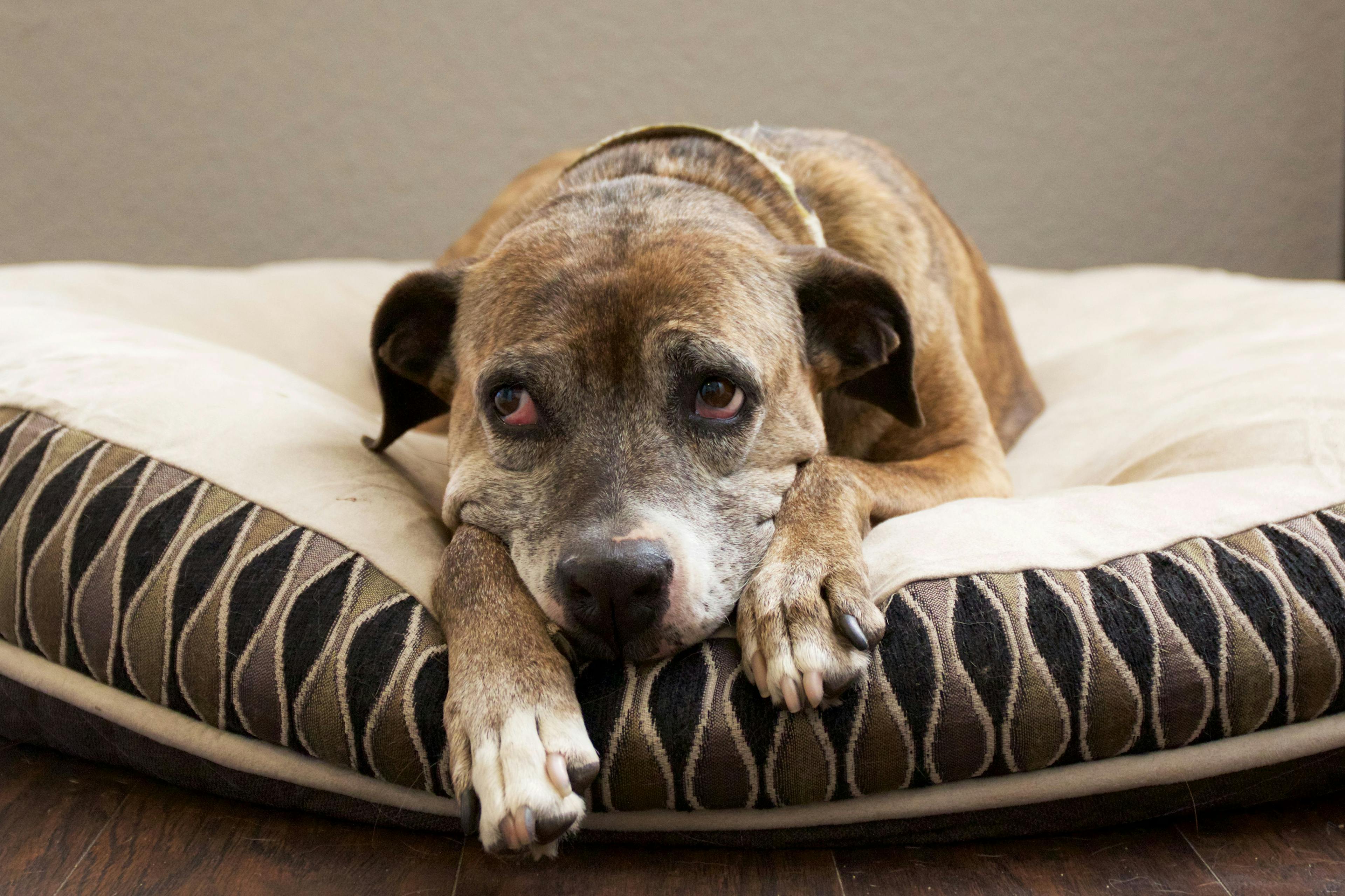Too often, lameness in dogs is misdiagnosed as arthritis