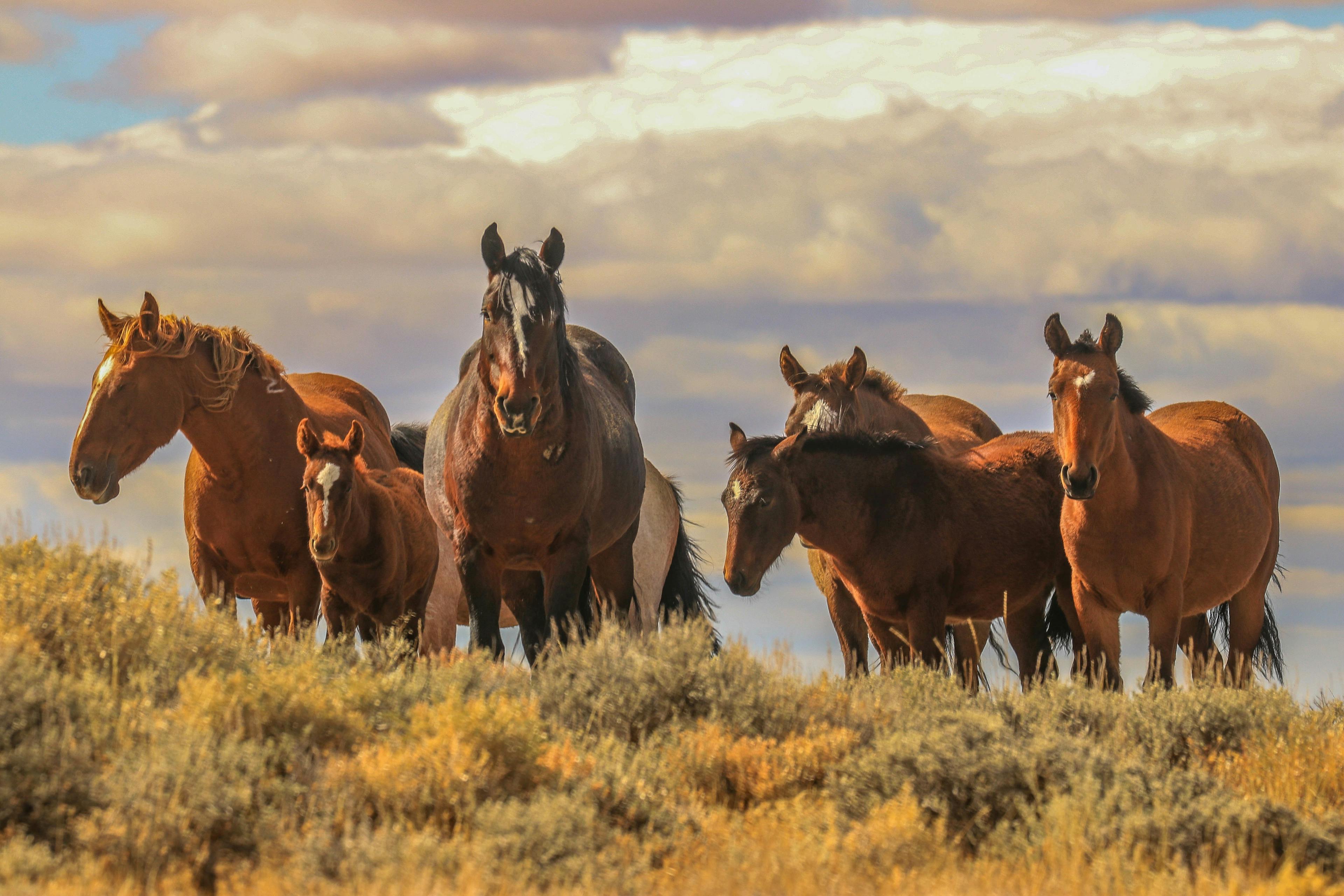 Report detailing factors in 146 wild horse deaths released