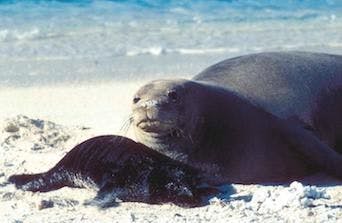 Monk Seal toxoplasmosis