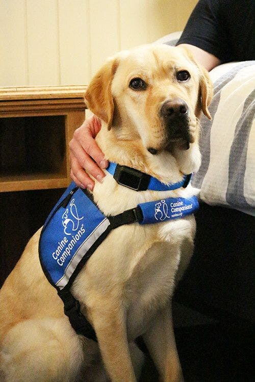 Service dog wearing the CanineAlert Device. (Photo courtesy of Canine Companions) 