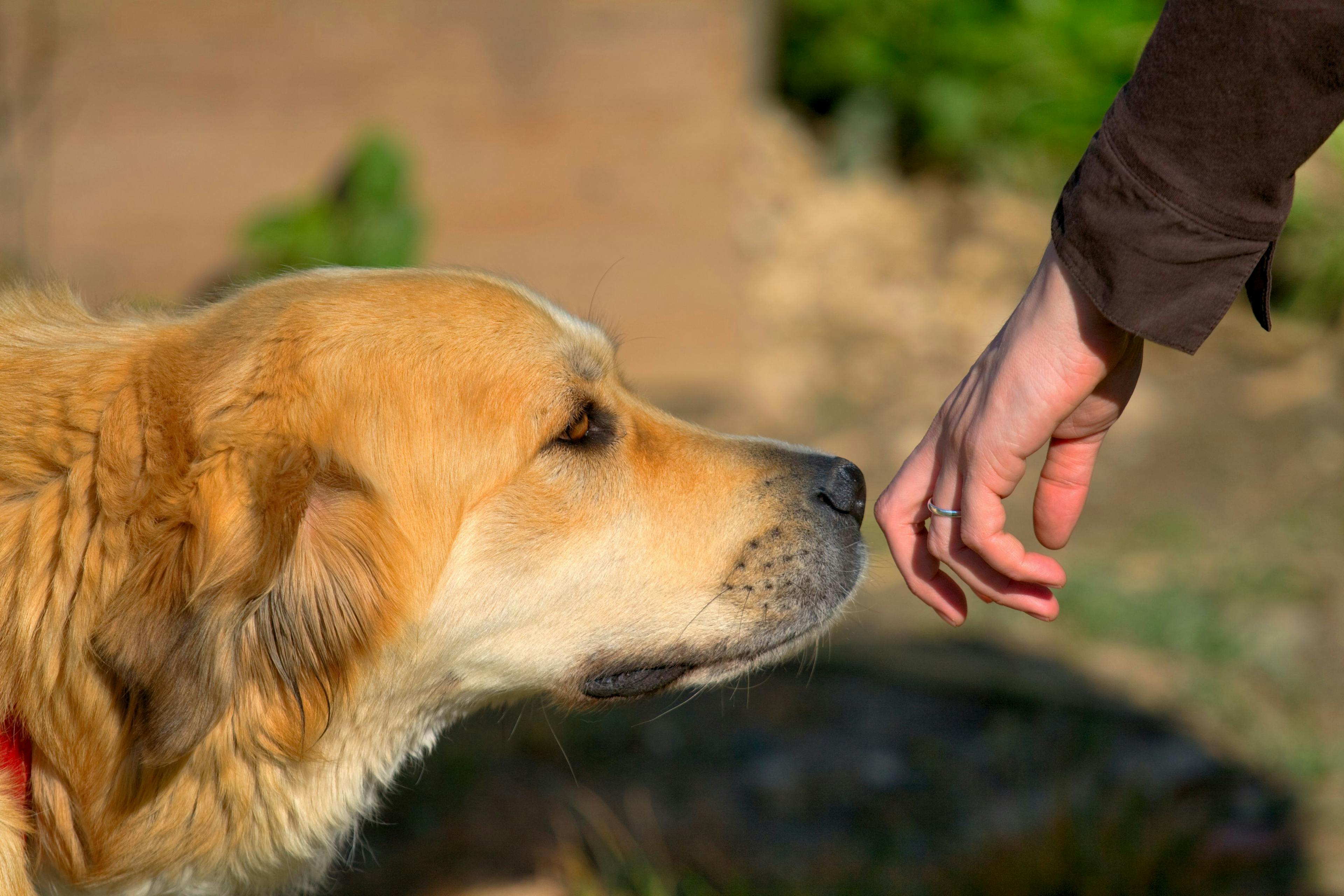 5 Safety tips for National Dog Bite Prevention Week that clients need to hear