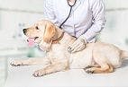 FDA-Approved Drug Can Prolong a Dog's Healthy Years