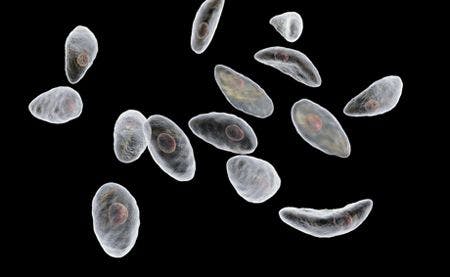 veterinary-parasitic-protozoans-toxoplasma-gondii-which-cause-toxoplasmosis-shutterstock-674006350-450.jpg