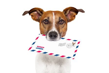 veterinary-dog-with-postcard_450px.jpg