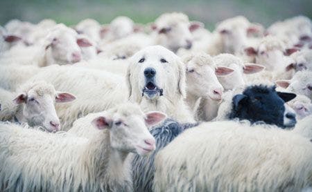 veterinary-dog-a-shepherd-dog-popping-his-head-up-from-a-sheep-flock-shutterstock-331483511main.jpg