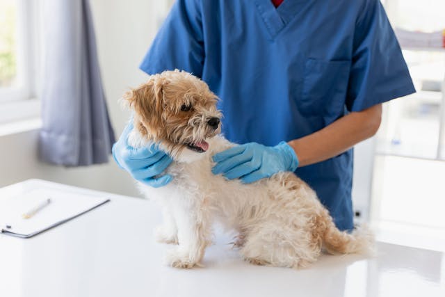 Veterinary cancer test now available in Japan 