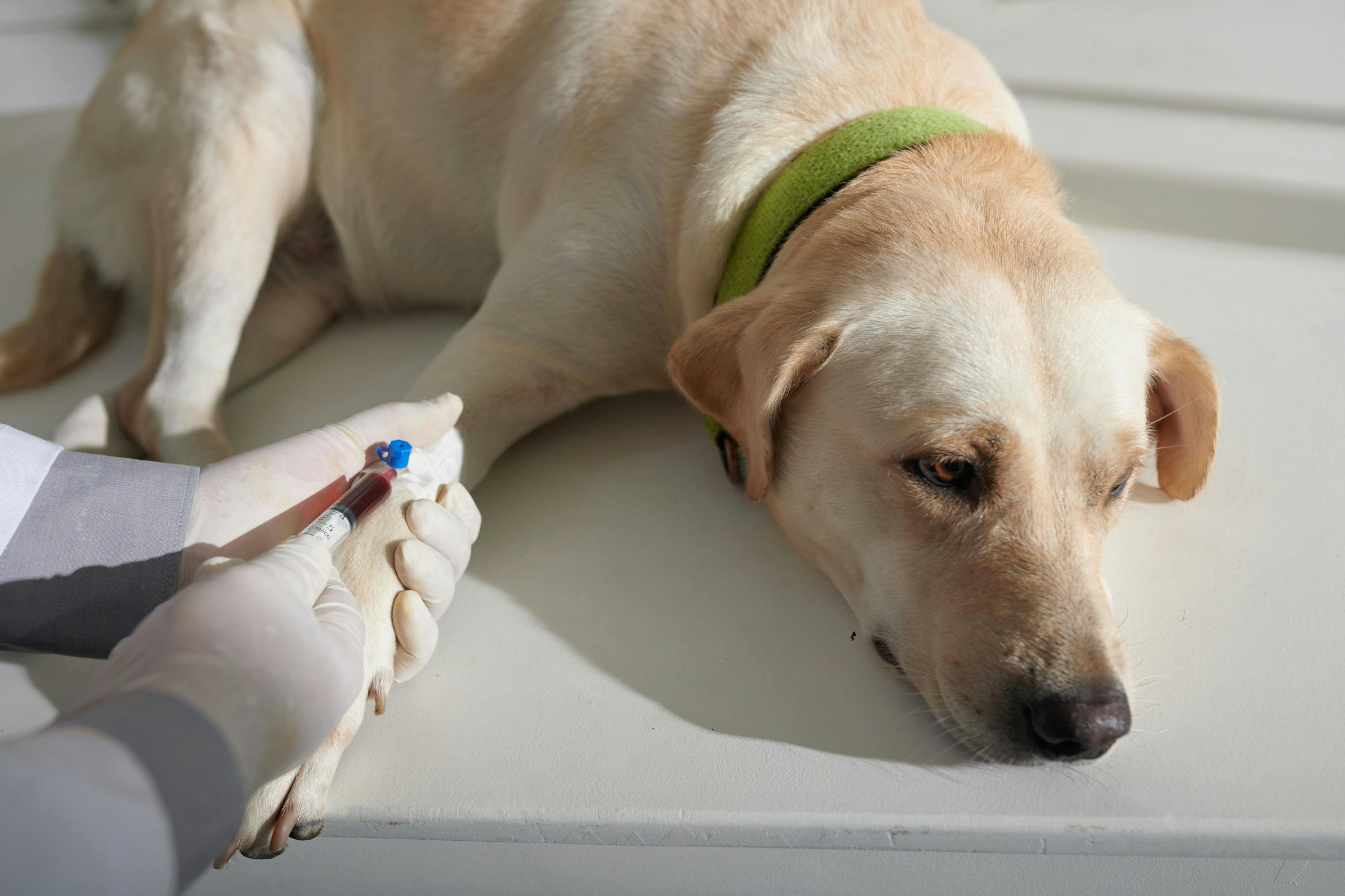 Dog receiving a blood draw