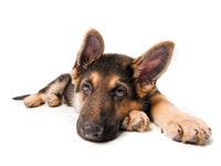 veterinary_puppy_laying_head_down-798261-1384154902505.jpg