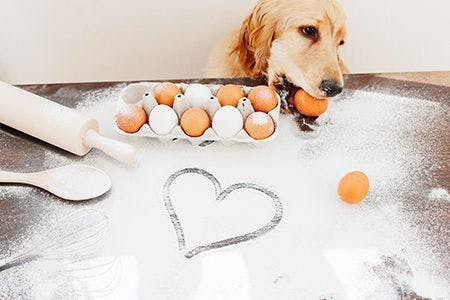 veterinary-dog-baking-tools-eggs_AdobeStock_