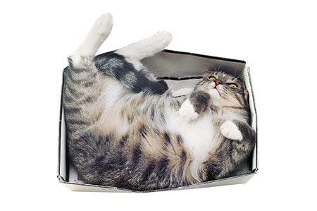 veterinary-cat-lying-in-box-on-white-background-450px-shutterstock-347135714.jpg