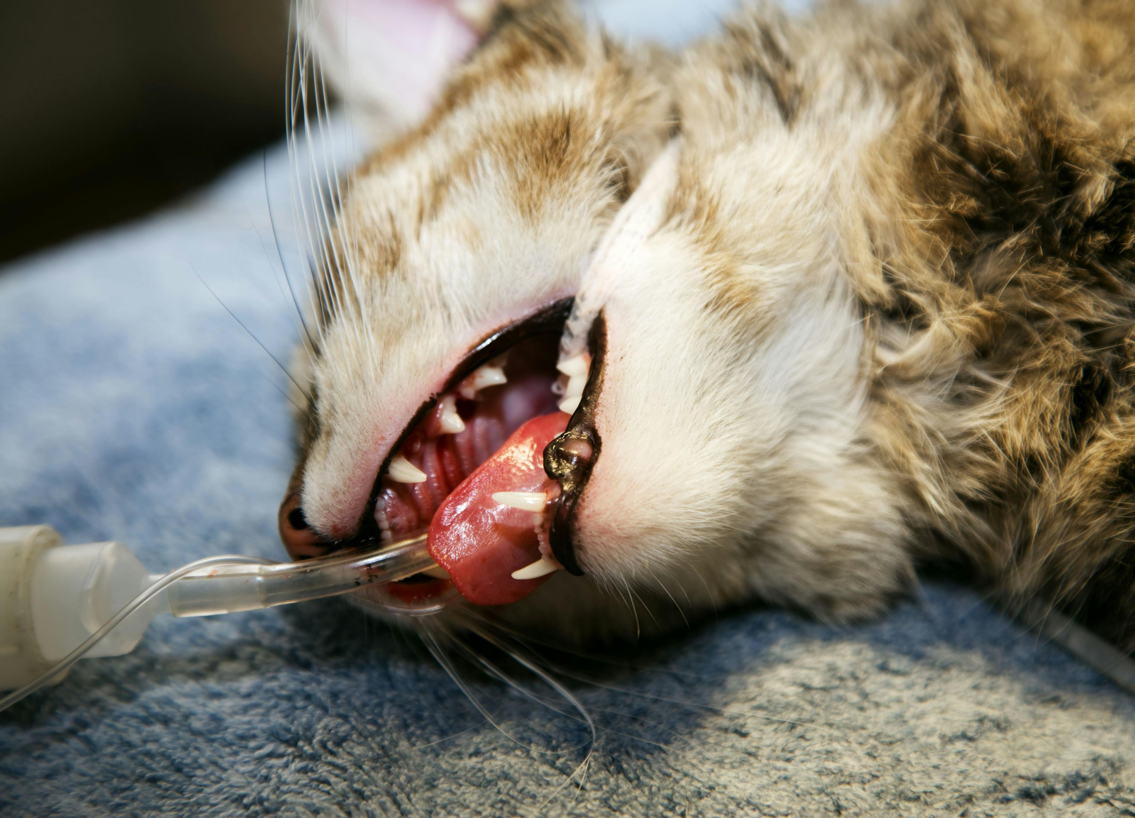 3 must-reads on veterinary anesthesia