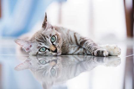 veterinary-thai-cat-in-looking-action-with-reflect-450px-shutterstock-305589416.jpg