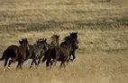 Organizations Clash Over Wild Horse and Burro Population Control