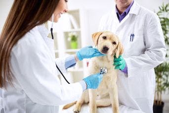 puppy veterinarian
