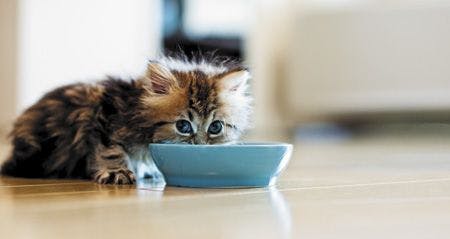 veterinary-cat-kitten-eating-bowl-145561913-ext-450px.jpg