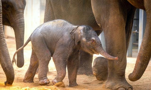 The calf was named Rama, which is Sanskrit for the term pleasing (Photo courtesy of OKC Zoo). 