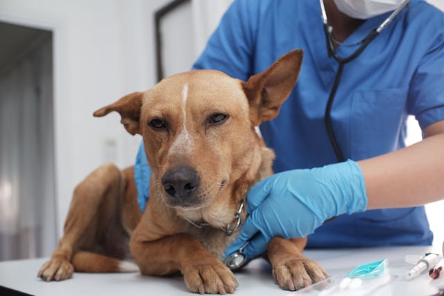 Breaking down the mysterious canine infectious respiratory disease