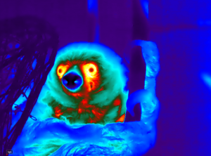 Cincinnati Zoo collaborates with scientists to assess validity of remote infrared thermography