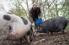 Livestock-Associated MRSA Transmission Between Humans and Pigs in Norway