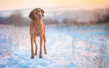 veterinary_Hungarian-hound-dog-in-winter-time_450.jpg