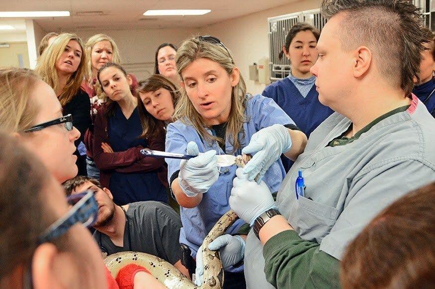 Dr Jennifer Graham demonstrates an oral examination of a red-tailed boa using a rubber spatula as a speculum (Photo courtesy of NAVC). 