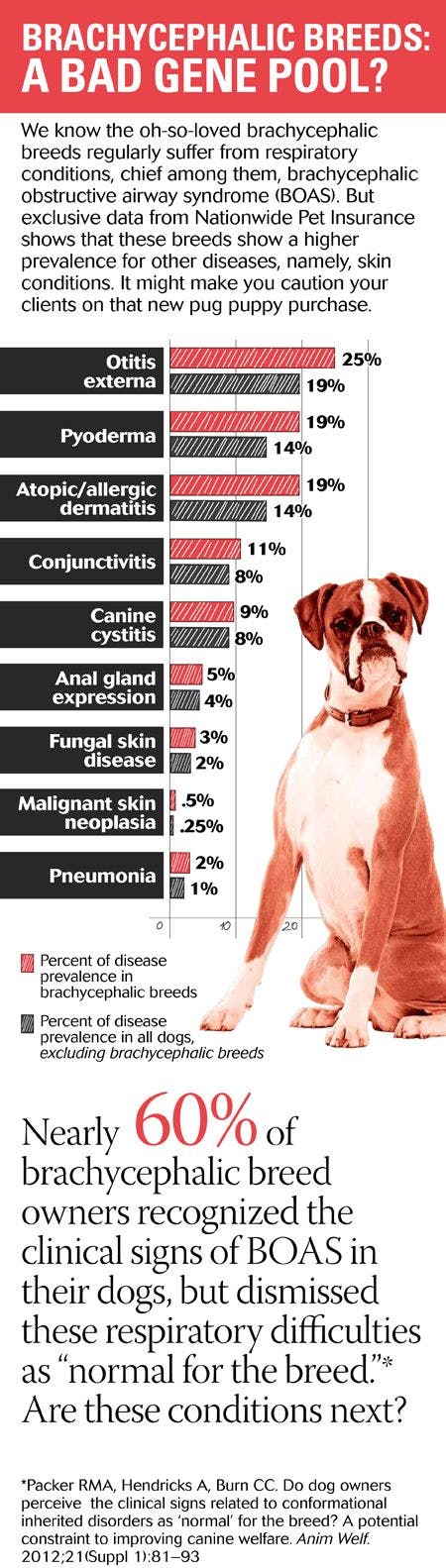 veterinary-dog-brachycephalic-breeds-data-shutterstock-1.jpg