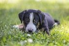 Canine Parvovirus Infection and Long-Term Health