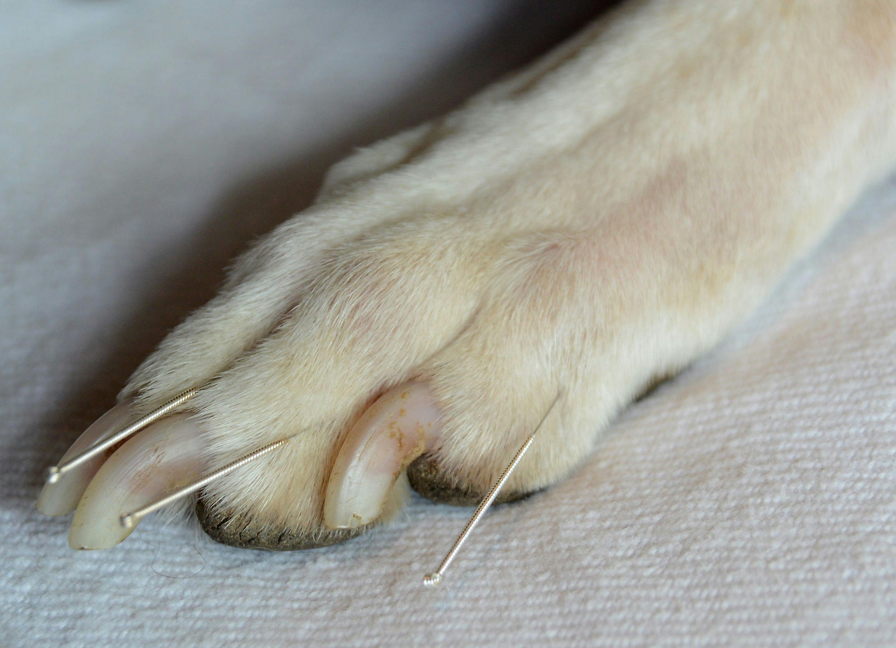 3 Must-reads on veterinary acupuncture