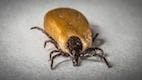 Tick Exposure and Kidney Disease Risk in Dogs
