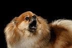 Dog Aggression Toward Owner Can Be Due to Genetic Predisposition