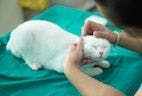Complications Associated With Arterial Catheterization in Cats