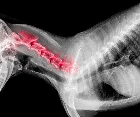 Veterinary-dog-radiograph-disc-disease-AdobeStock_215860247_450.jpg