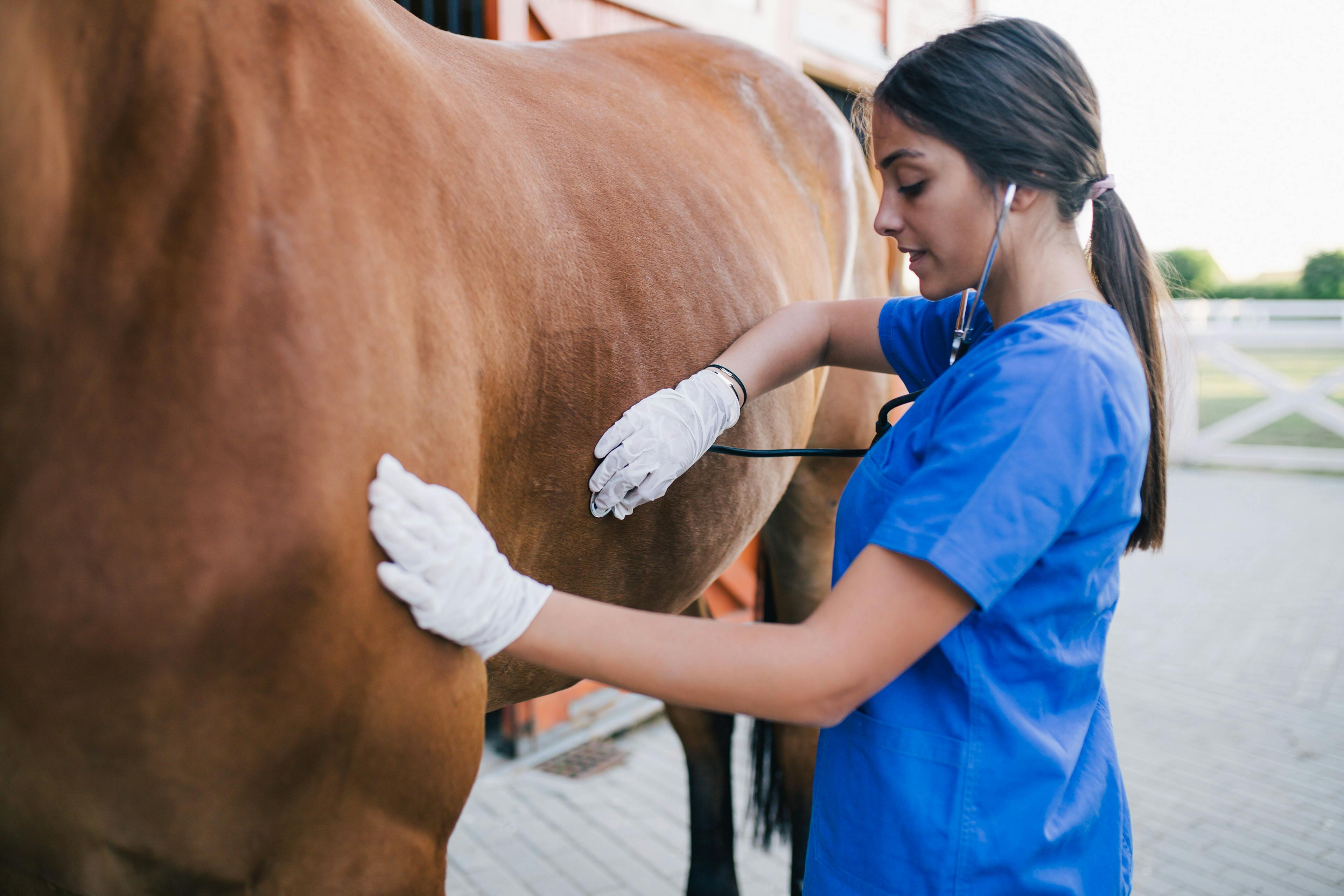 AAEP addresses equine veterinary shortage 