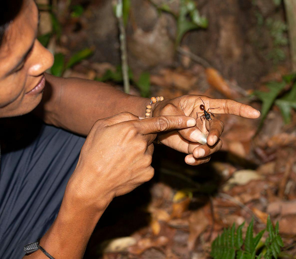 The large ants would climb on our hands as we lowered our hands to the rainforest floor.