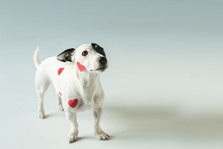 Veterinary-dog-jack-russell-heart-AdobeStock_189752068_450.jpg