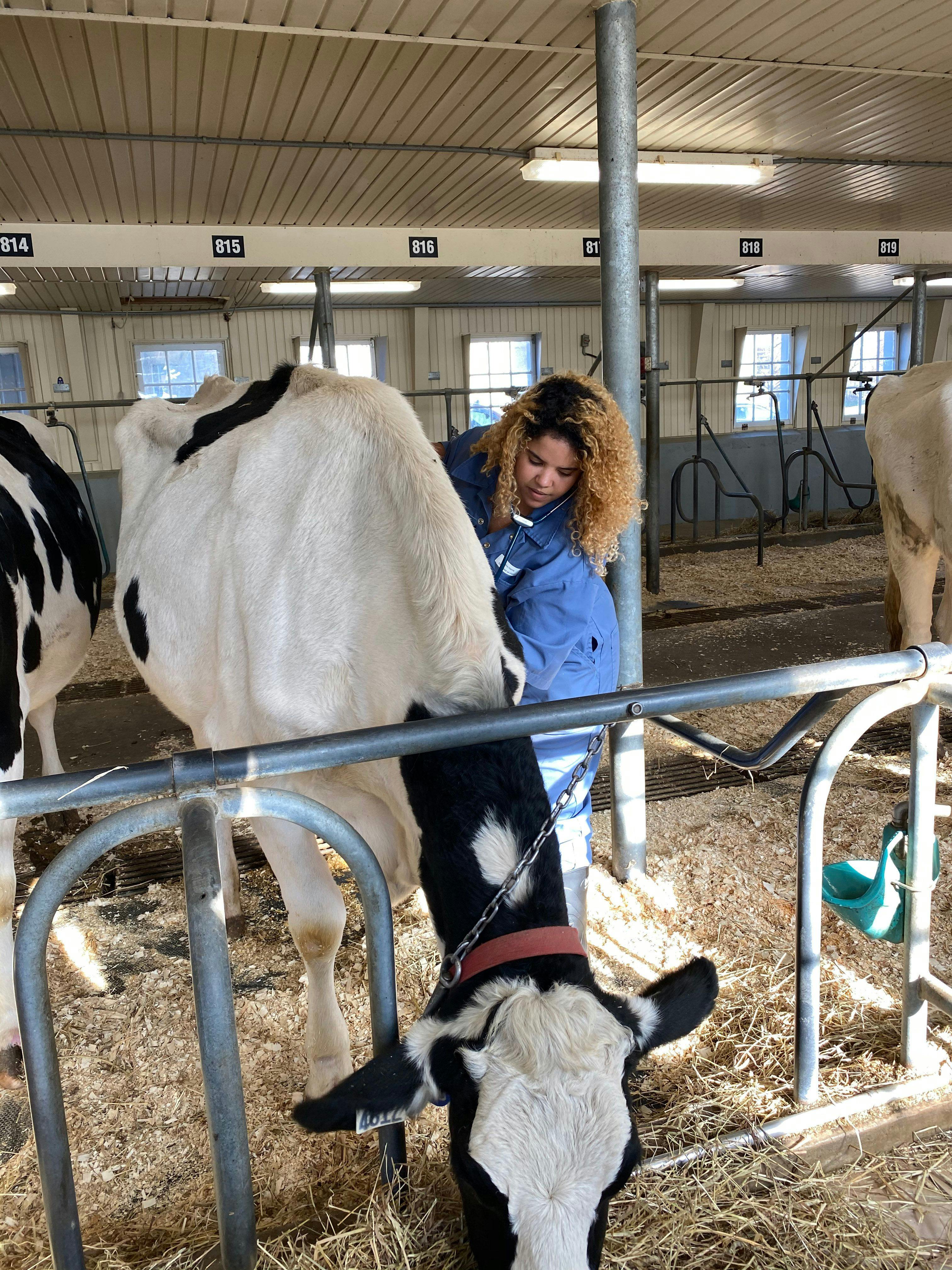 Photo: Keisha/Adobe Stock

A veterinary student works with a dairy cow.