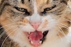 Pheromones and Household Cat Aggression