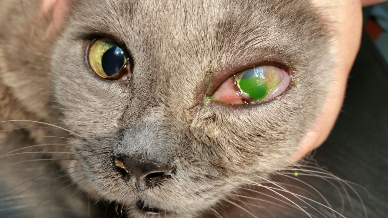 Feline conjunctivitis. A cat is not a small dog!