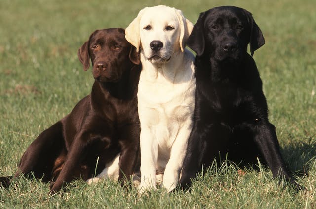 Retrievers have a mutation that makes them hungrier, study discovers