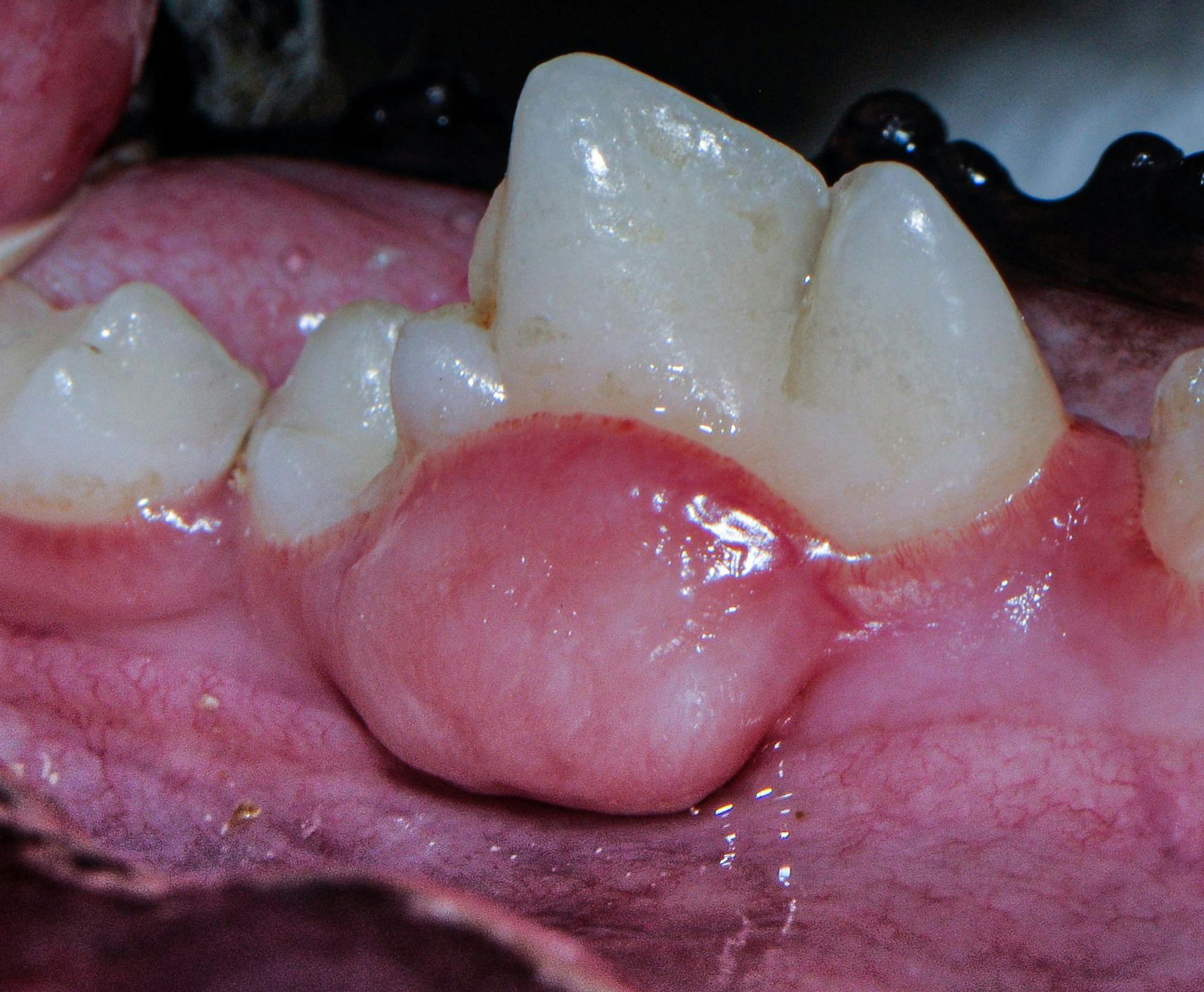 Peripheral odontogenic fibroma (All images courtesy of Jan Bellows, DVM, DAVDC, DABVP, FAVD)