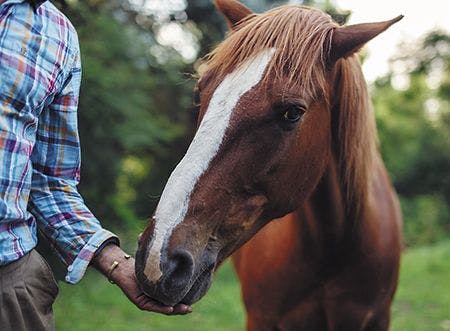 veterinary-portrait-of-horse-eating-from-the-mans-hand-450px-shutterstock-564266956.jpg