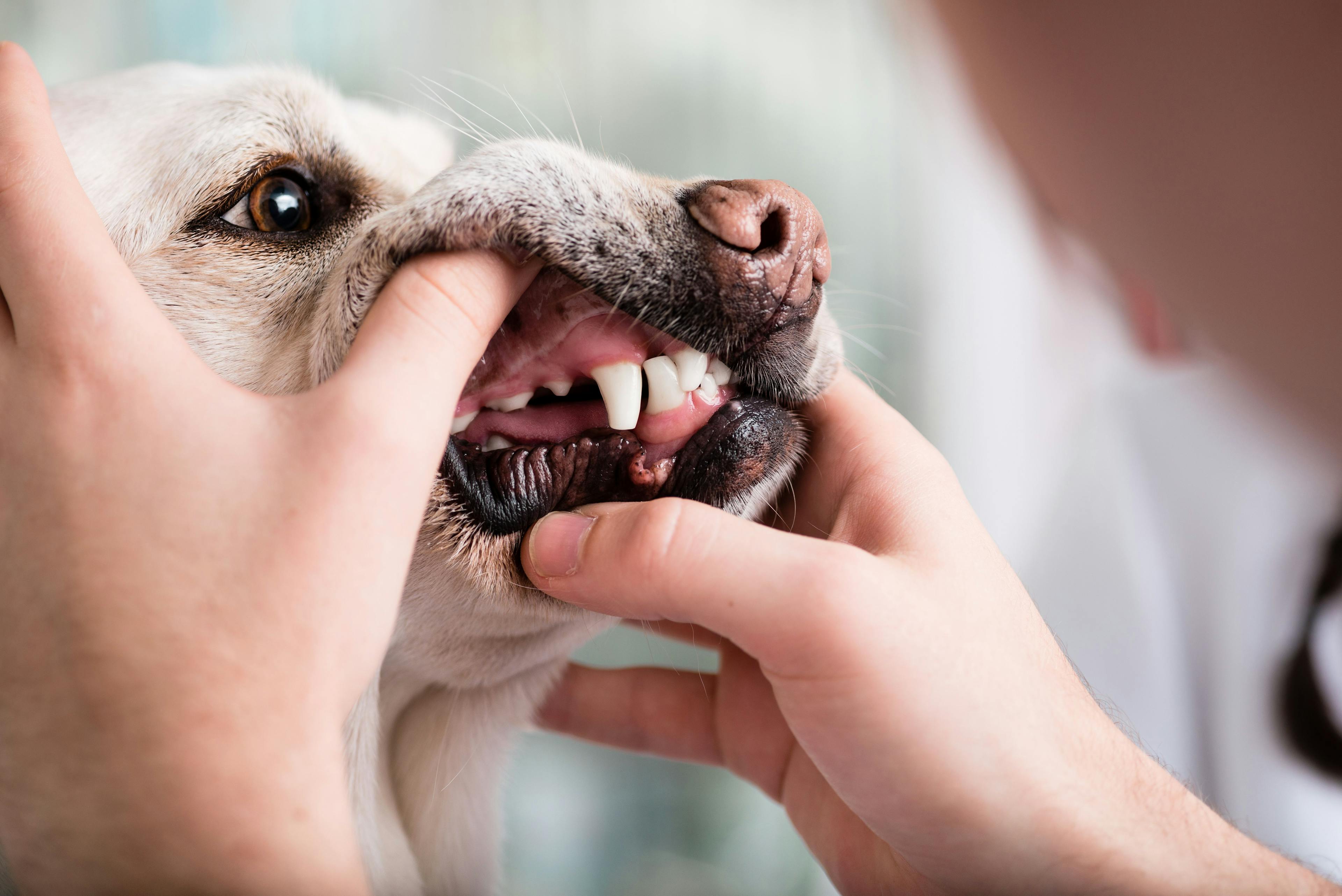 dog getting teeth checked