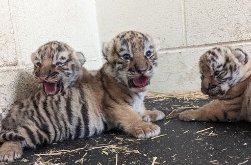 Three adorable Amur tiger cubs, the latest members of the Minnesota Zoo (Photo courtesy of Minnesota Zoo). 