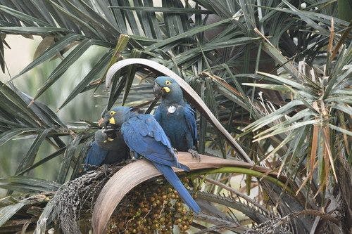Lear's macaw pair with it's baby (Photo courtesy of Loro Park Foundation). 