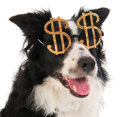 veterinary-dog-money-glasses-dollar-sign-$-shutterstock-80407459-450.jpg